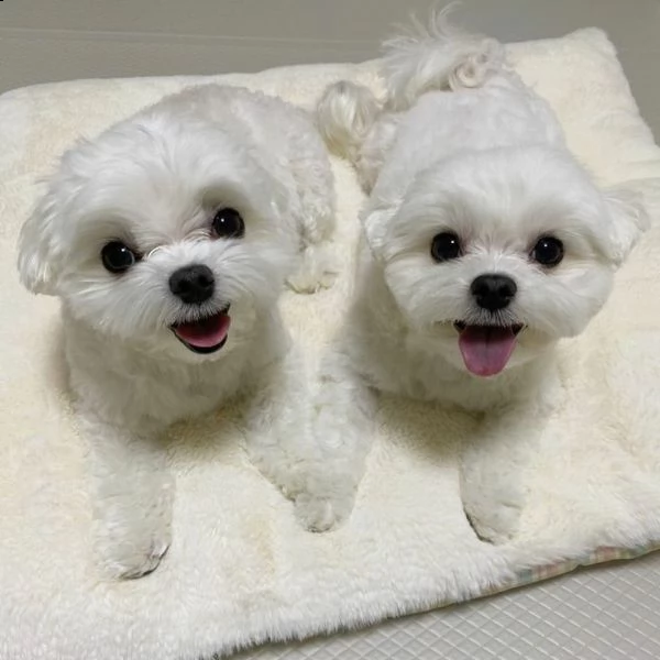 regalo preziosi maltes¡¡¡¡¡¡¡¡¡¡¡