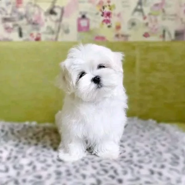 cuccioli maltesi
