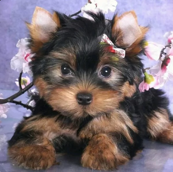 cuccioli dello yorkshire | Foto 0