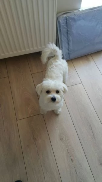 regalo preziosi maltes!!!!!!!!