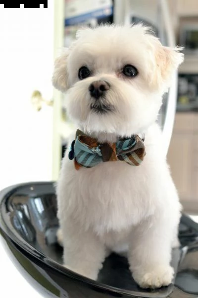 regalo preziosi maltes*******