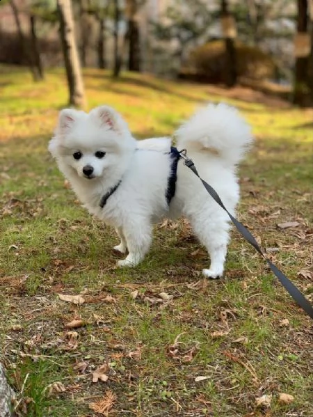preziosi cuccioli di pomerania in adozione|||||||||