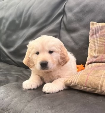 cuccioli di golden retriever disponibili | Foto 0