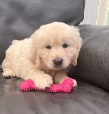 cuccioli di golden retriever disponibili
