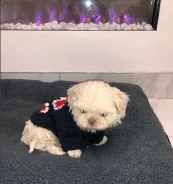 cuccioli di shitzu maschio e femmina | Foto 1