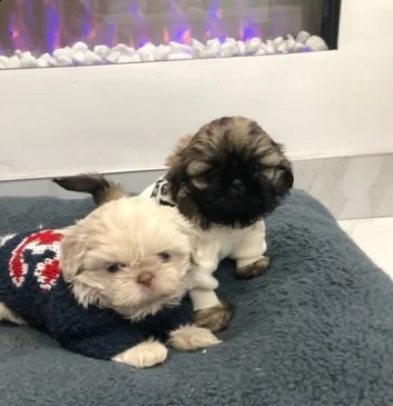 cuccioli di shitzu maschio e femmina