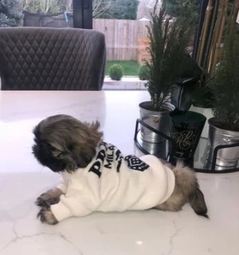 cuccioli di shitzu maschio e femmina | Foto 0