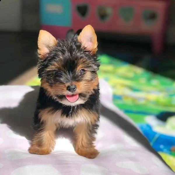 cuccioli dello yorkshire | Foto 0