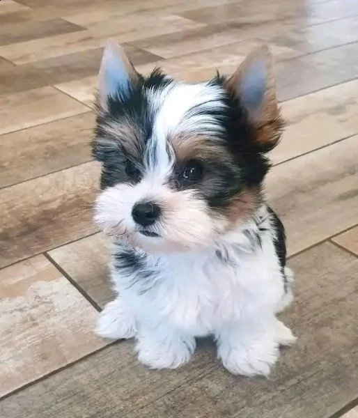 cuccioli dello yorkshire