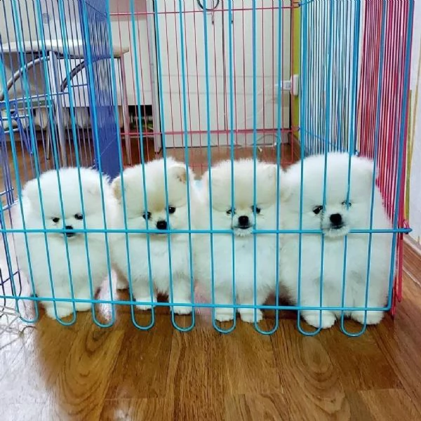  preziosi cuccioli di pomerania in adozione/.. | Foto 0