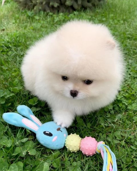  preziosi cuccioli di pomerania in adozione']'']