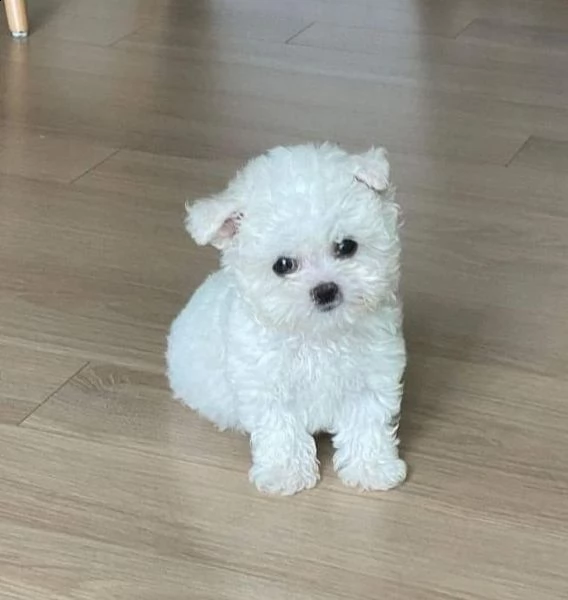 regalo maltese toy.....,,,,  | Foto 0