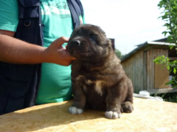 cuccioli di pastore del caucaso