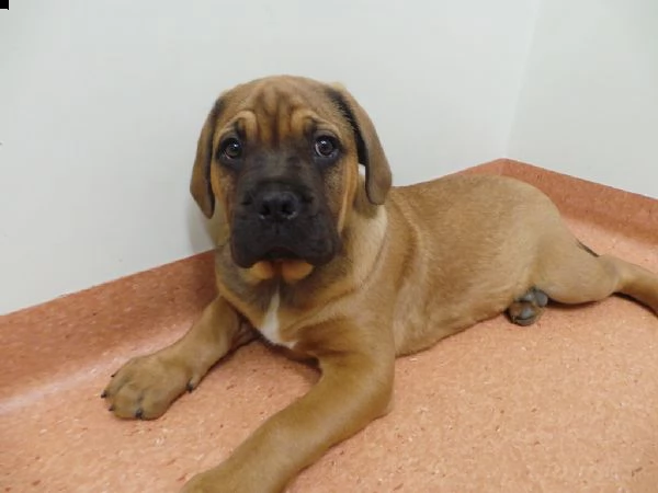 cuccioi di bull mastiff | Foto 0
