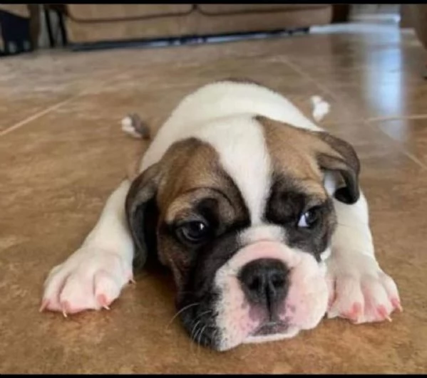 regalo francese toy .... 