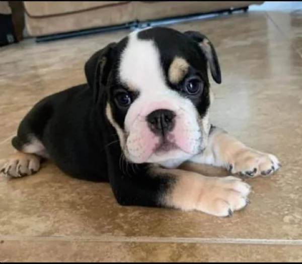 regalo francese toy ....  | Foto 0