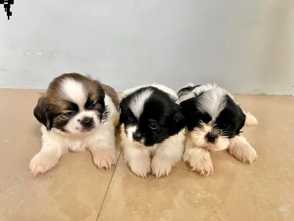 regali shitzu toy .. 