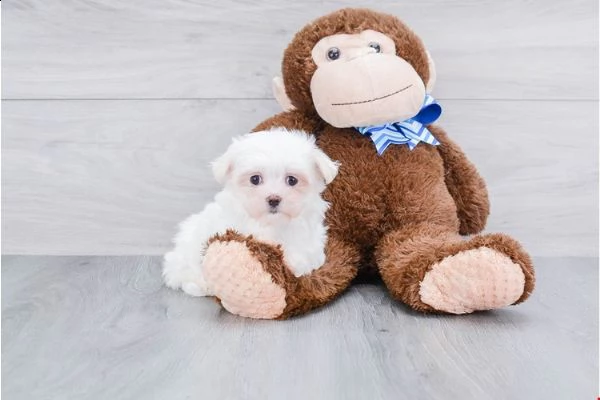 cuccioli di maltese giocattolo | Foto 6