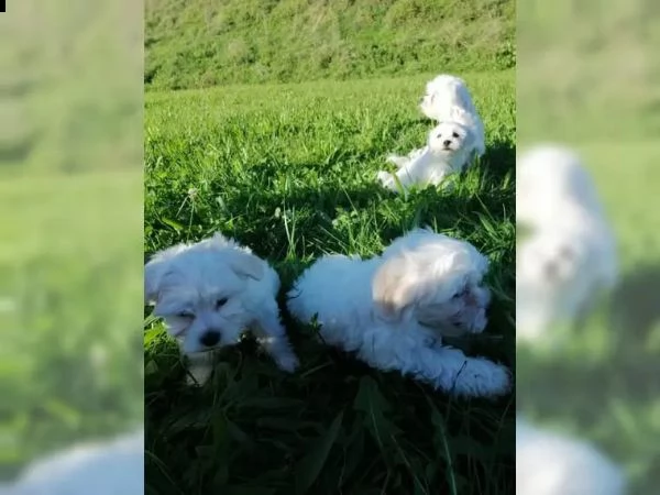 cuccioli di maltese giocattolo | Foto 4