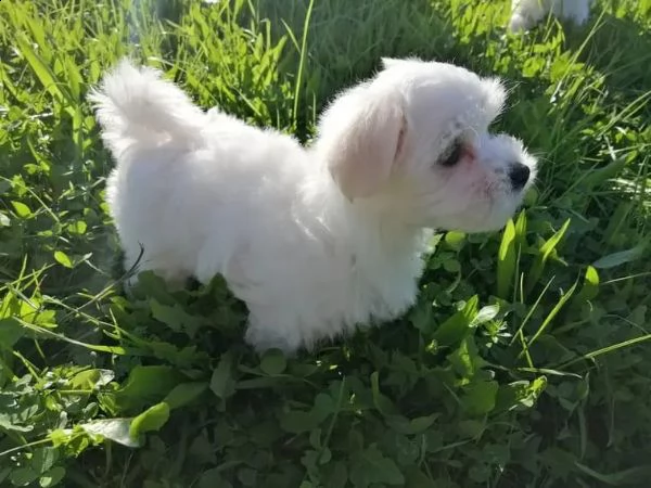 cuccioli di maltese giocattolo | Foto 3
