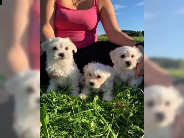 cuccioli di maltese giocattolo | Foto 2