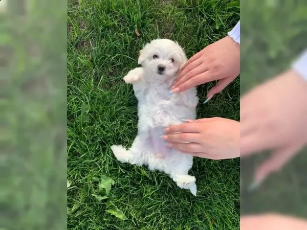 cuccioli di maltese giocattolo | Foto 1