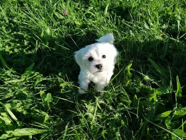 cuccioli di maltese giocattolo | Foto 0