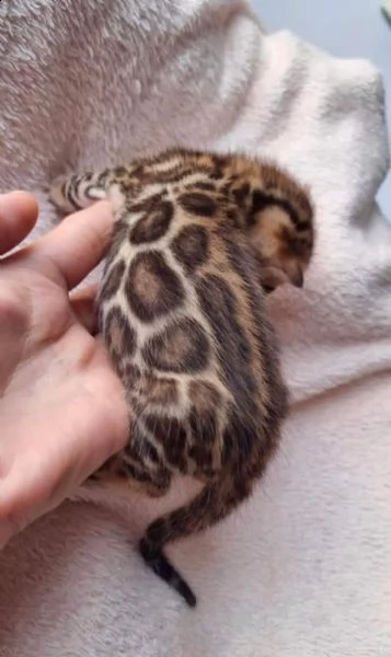 gattini del bengala in regalo | Foto 0