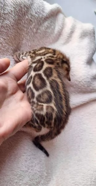 gattini del bengala in regalo