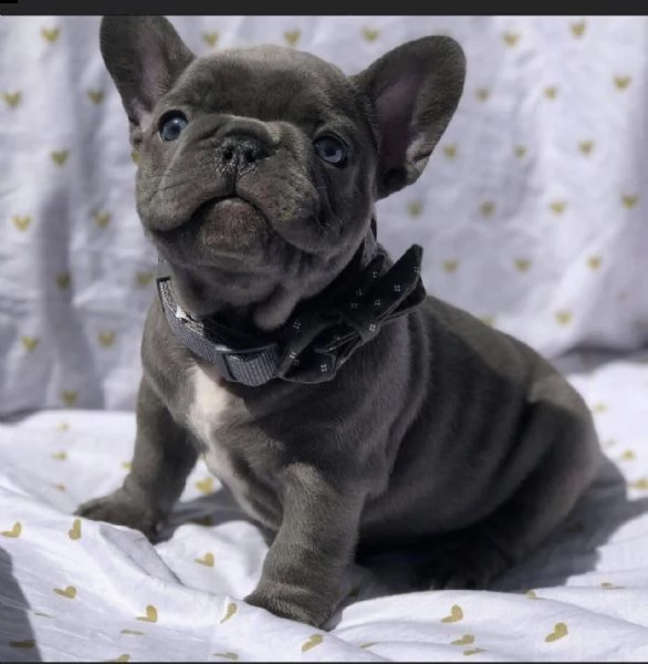 regalo francese mini