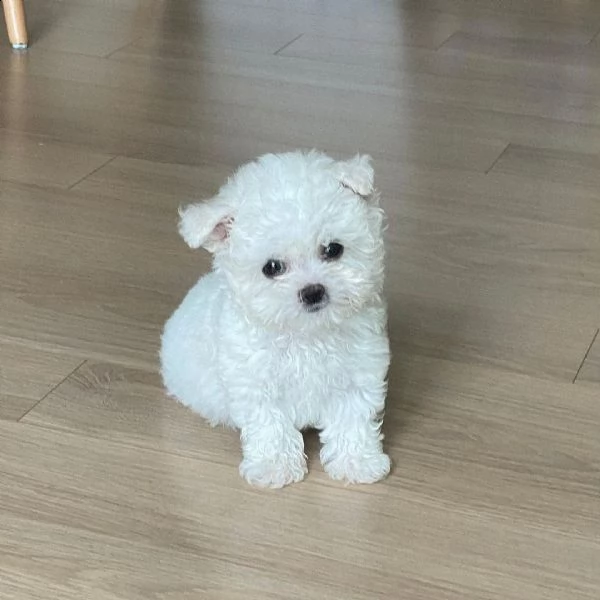 regalo maltese toy e nano ‘mmm | Foto 0