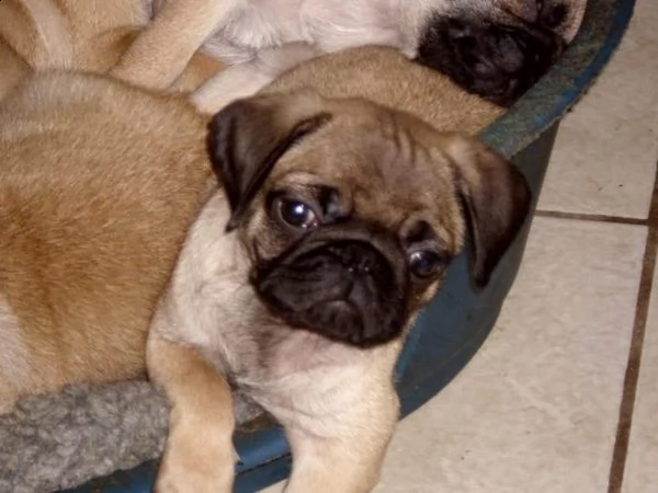 cuccioli di carlino | Foto 6