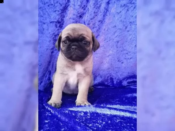 cuccioli di carlino | Foto 4