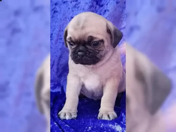 cuccioli di carlino | Foto 3