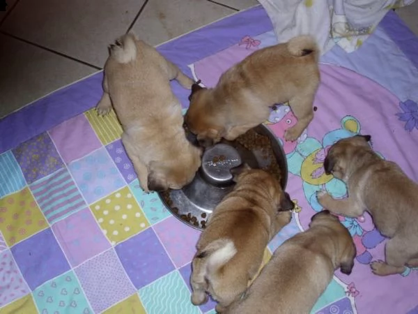 cuccioli di carlino | Foto 1