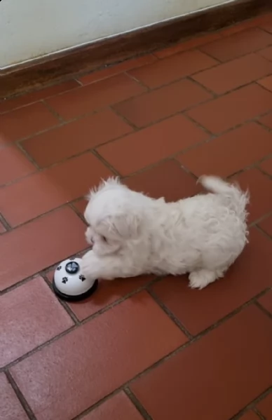 regalo toy  maltese  disponibile....  | Foto 0