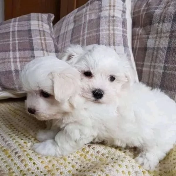 adorabili cuccioli maltesi | Foto 1