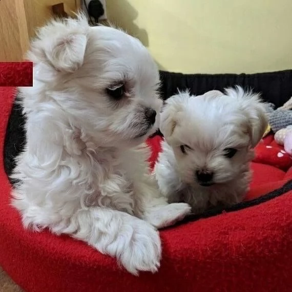 adorabili cuccioli maltesi