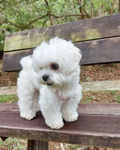regalo maltese toy !!!!! | Foto 0