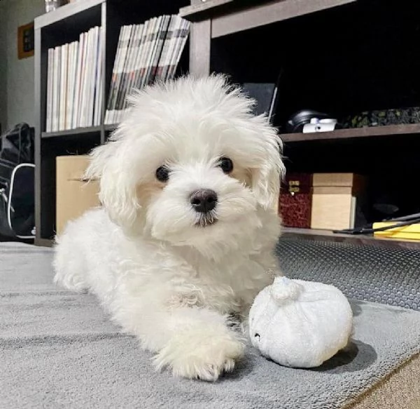 regalo maltese toy e mini …… | Foto 0