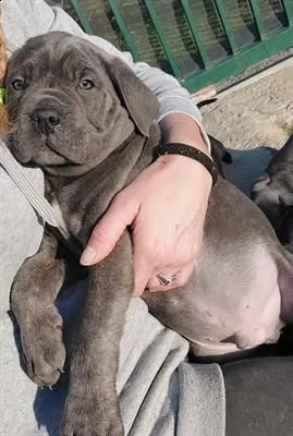 cuccioli cane corso | Foto 1