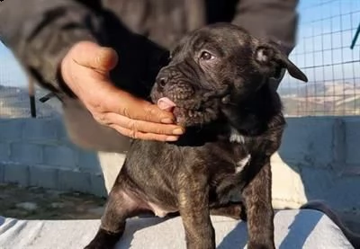 cuccioli cane corso | Foto 0