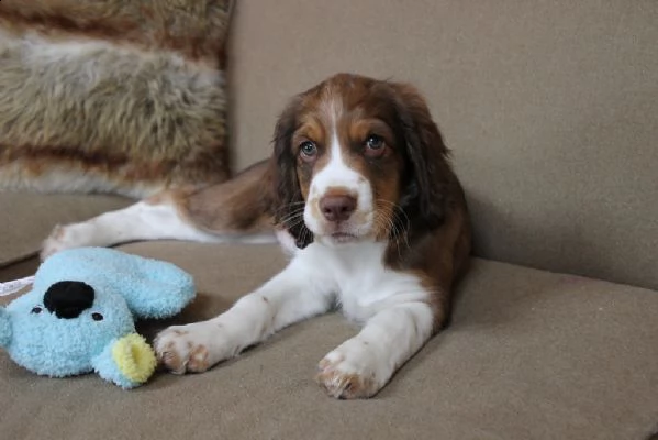cuccioli springer spaniel