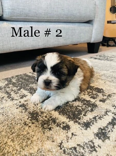 cuccioli di shitzu maschio e femmina. | Foto 1