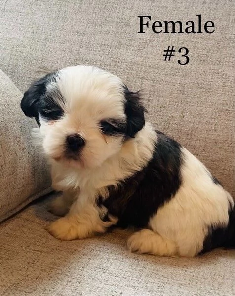cuccioli di shitzu maschio e femmina. | Foto 0