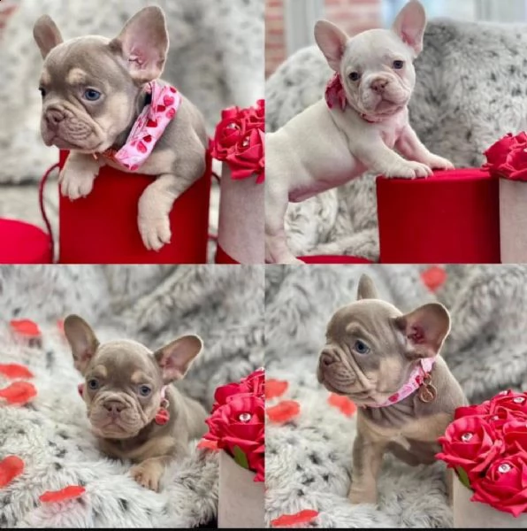 regalo cuccioli di cane a bulldog francese