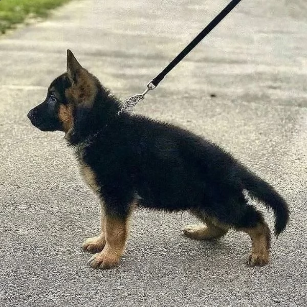 cuccioli di pastore tedesco