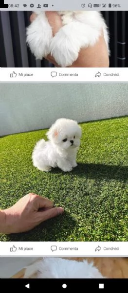 regalo maltese toy .....  | Foto 0