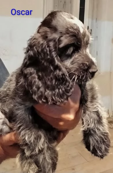 Cucciolo Cocker Spaniel Inglese Blu Roano 