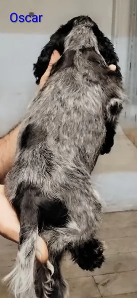 Cucciolo Cocker Spaniel Inglese Blu Roano  | Foto 6